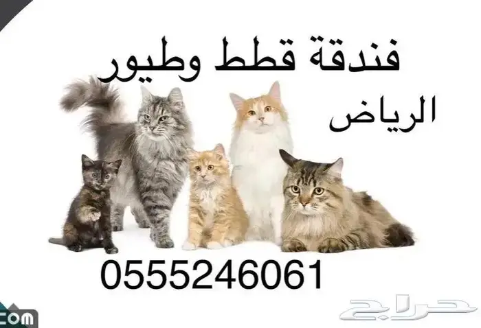 فندقة قطط وطيور وقت سفرك 1678 238 057 شاهد التقييمات 0
