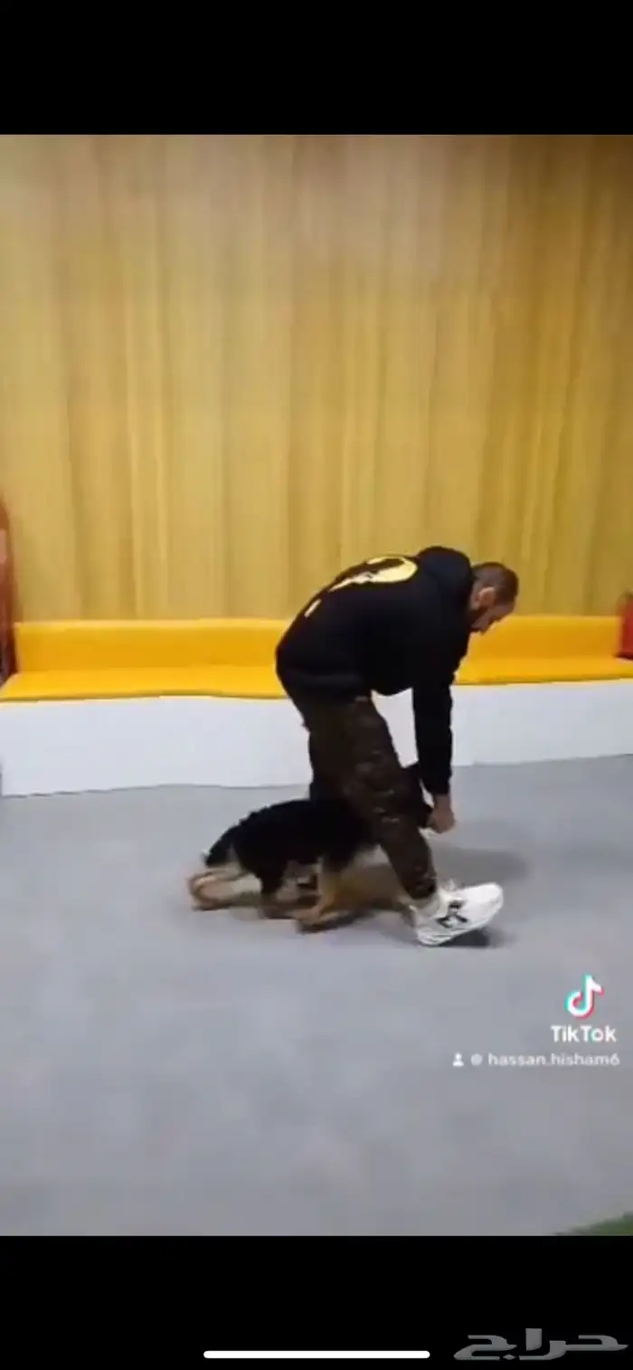 مدرب كلاب بالمنزل 1