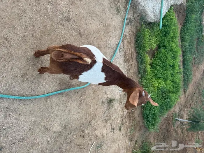 عناق لبانيه 0