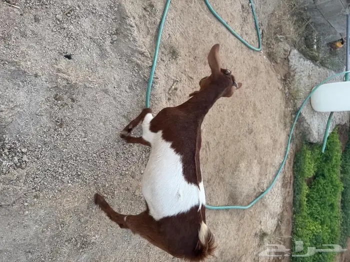 عناق لبانيه 1