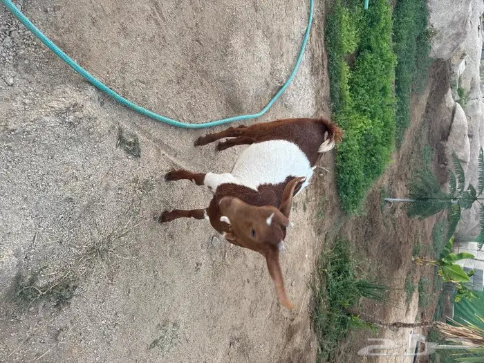 عناق لبانيه 2