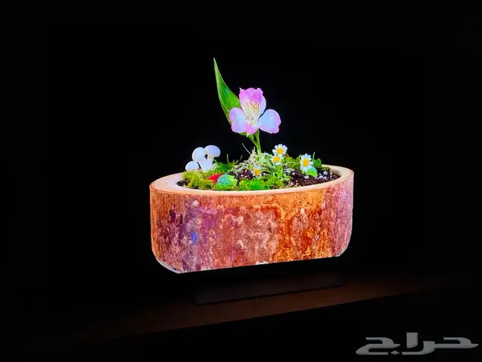شاشة LG C2 OLED 55 13