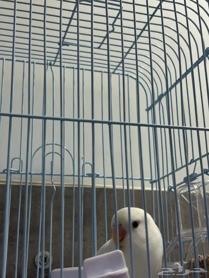 طيور روز اللبينو الليفه وهدد داخلي اللون ابيض 3