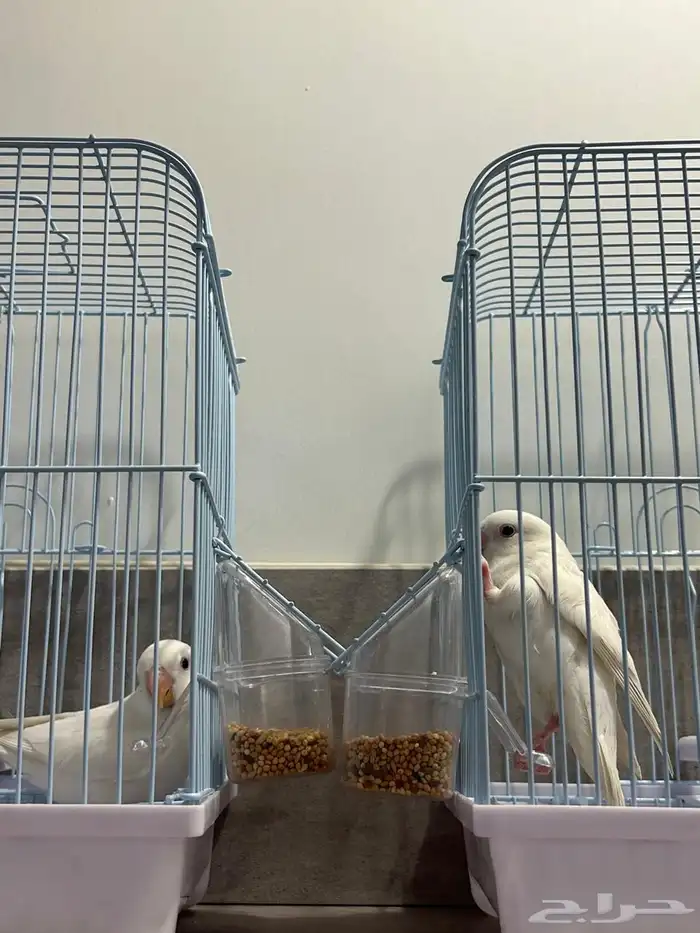 طيور روز اللبينو الليفه وهدد داخلي اللون ابيض 1