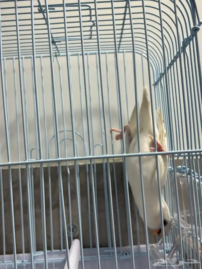 طيور روز اللبينو الليفه وهدد داخلي اللون ابيض 4