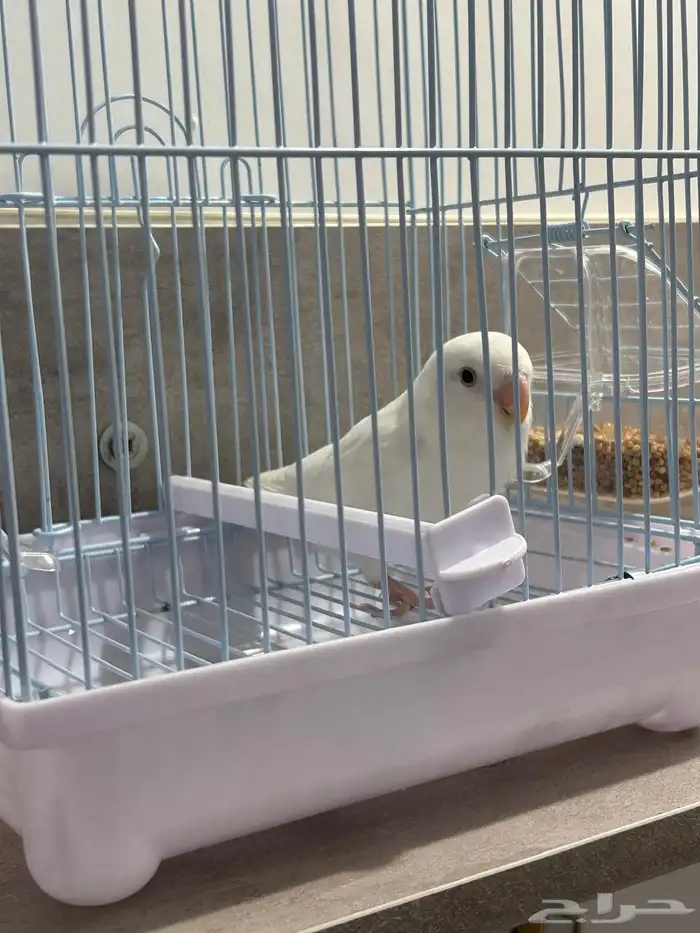 طيور روز اللبينو الليفه وهدد داخلي اللون ابيض 2