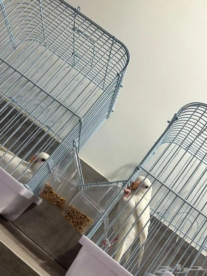 طيور روز اللبينو الليفه وهدد داخلي اللون ابيض 0