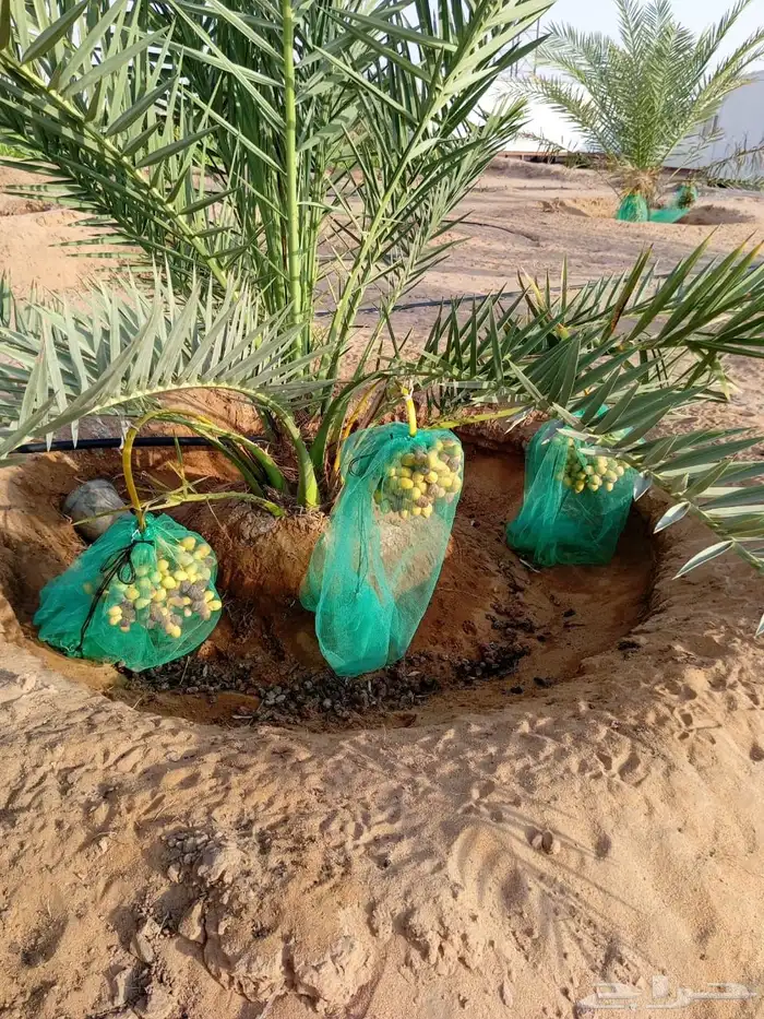 مزرعة للبيع 2