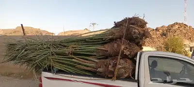 يوجد لدينا جميع انواع انخيل 0