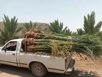 يوجد لدينا جميع انواع انخيل 4
