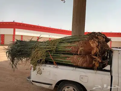 يوجد لدينا جميع انواع انخيل 5