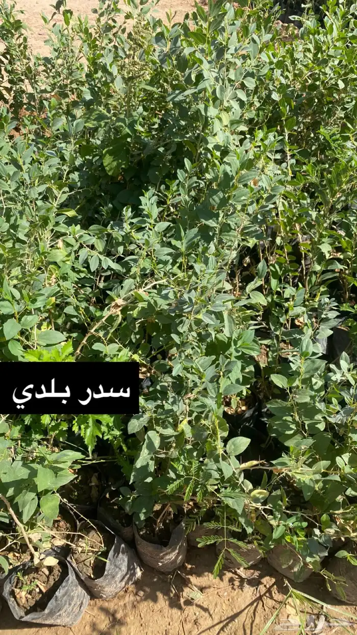 للبيع شتلات بسعر الجملة 2