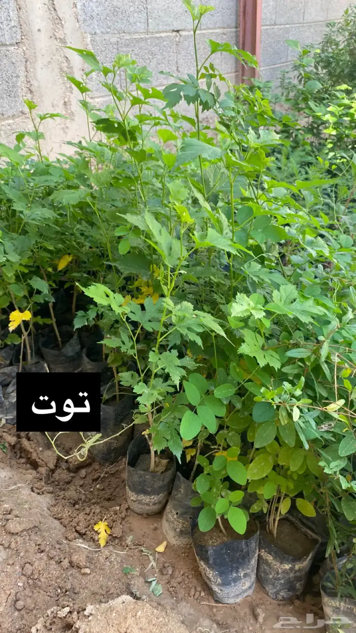 للبيع شتلات بسعر الجملة 8