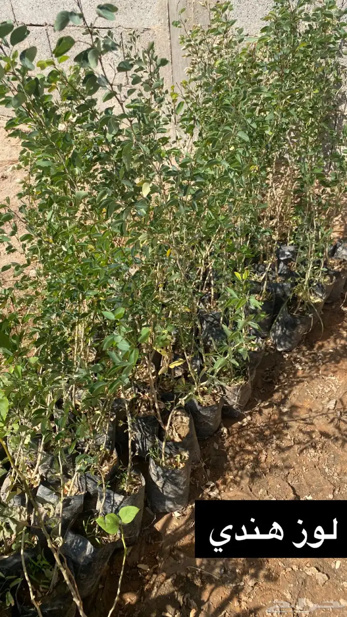 للبيع شتلات بسعر الجملة 7