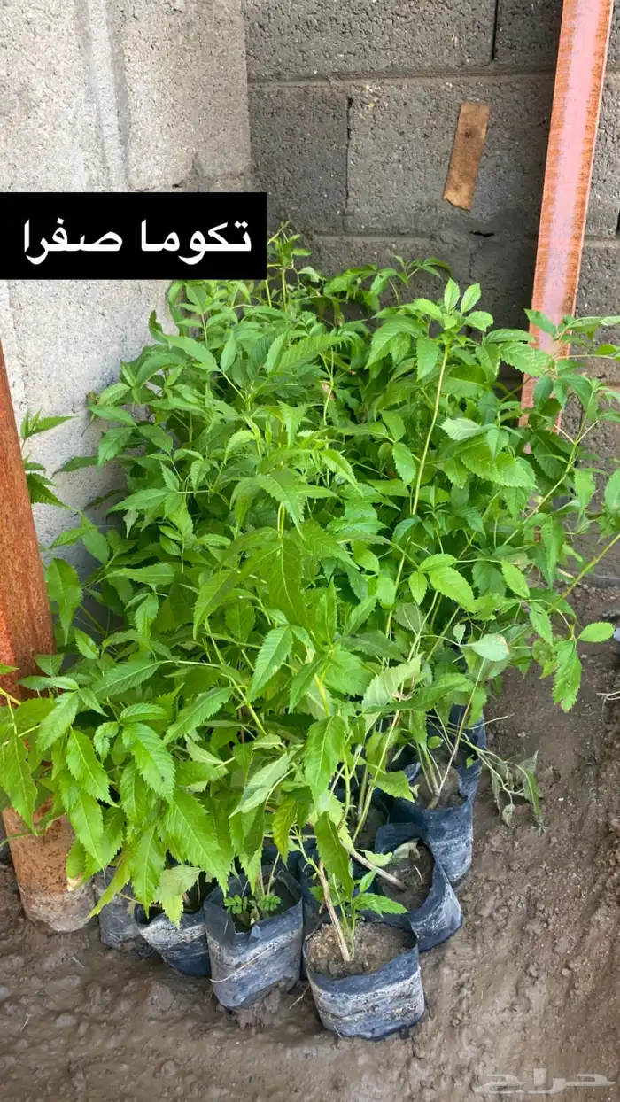 للبيع شتلات بسعر الجملة 6