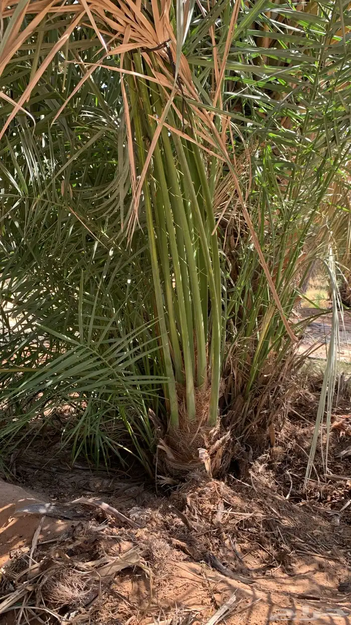 سكري برحي شيشي ونان قطارة دقلة نور 0