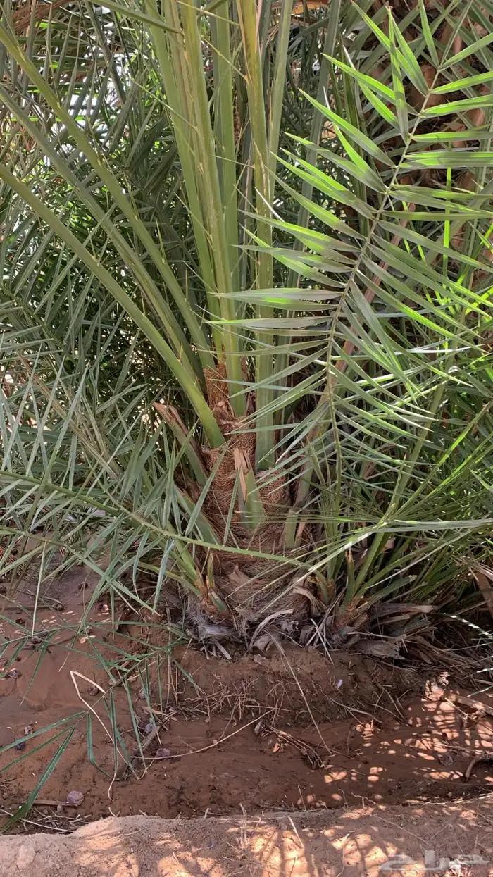 سكري برحي شيشي ونان قطارة دقلة نور 1