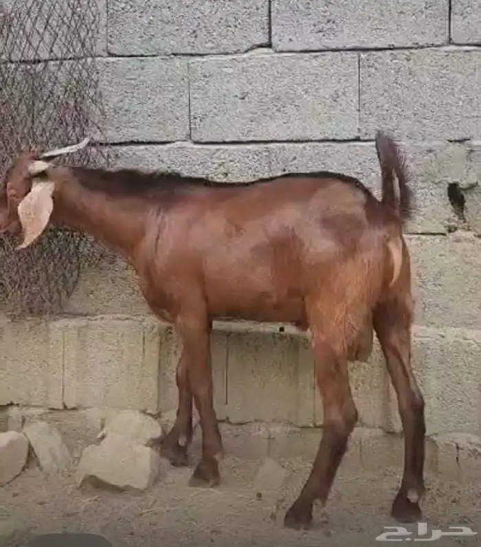 مشروع فحل ادهم هجين كلهاري( تم البيع) 2