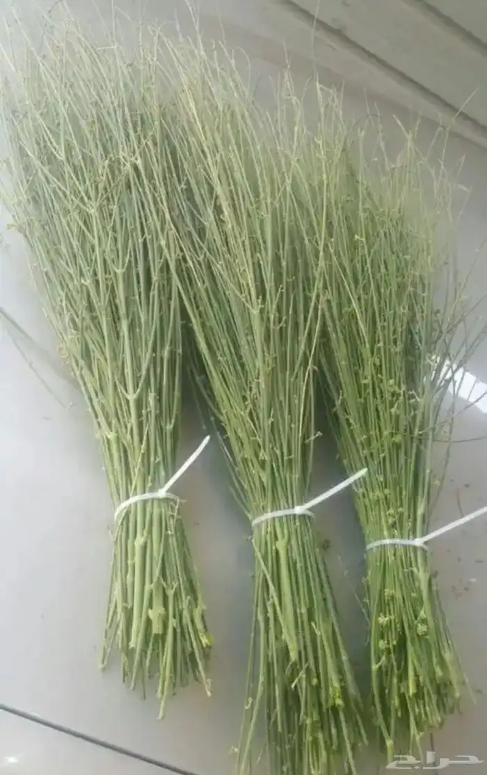 مرخ للحنيذ والمندي 0