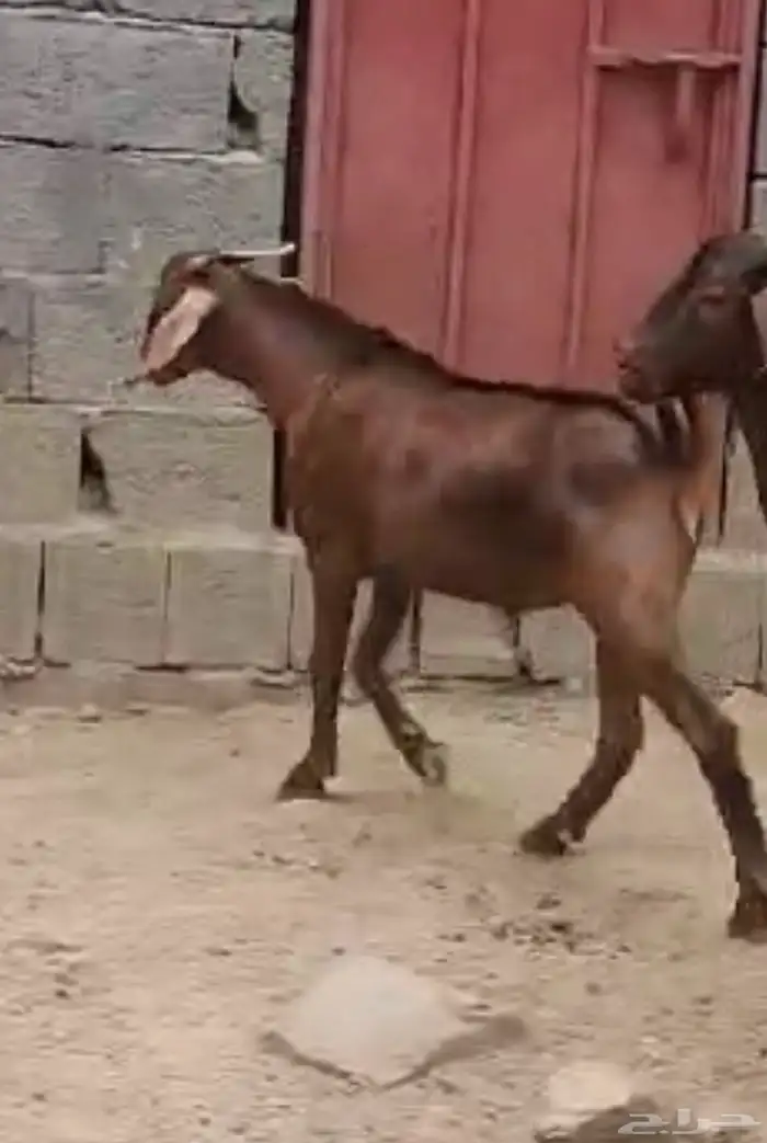 مشروع فحل ادهم هجين كلهاري( تم البيع) 1