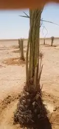 نخيل مثمر نوايع للبيع شمشوله حوشانه شيرازي مصيفه 3