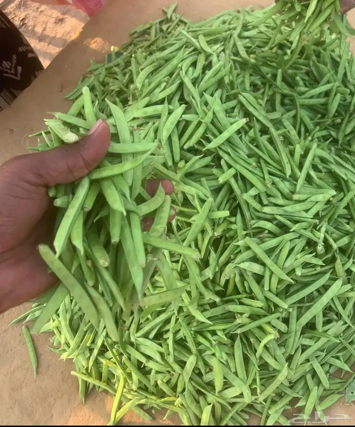 قوار طازج من المزرعه 3