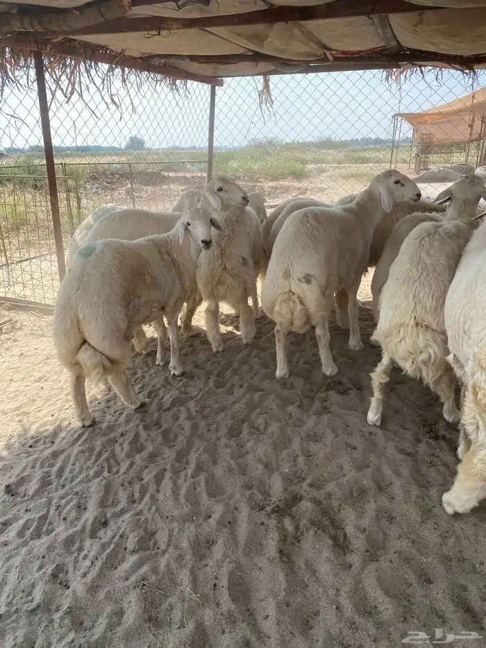 طليان جبره 1