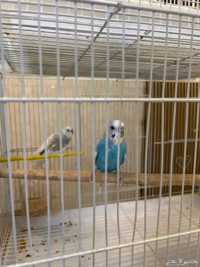 جوز طير حب 0