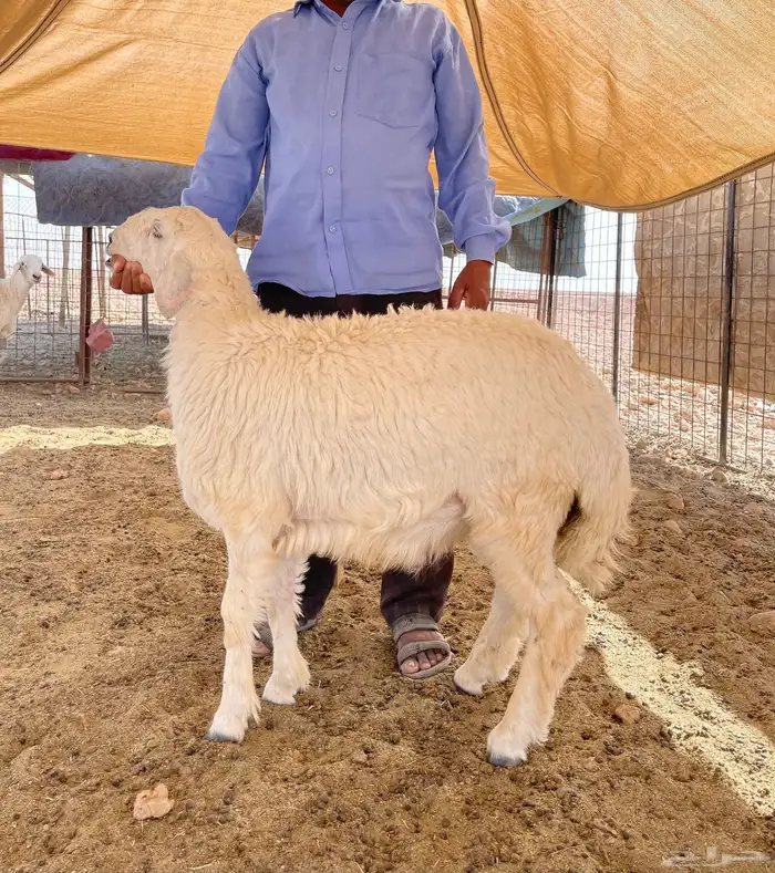 ذبايح( ثلاجة-مناسبات-عقايق 1