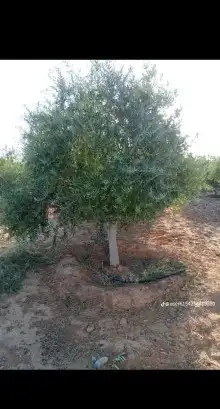نحنو نقوم بتوريد وتركيب جميع انواع الشبوك مزارع كسرات ملاعب 4