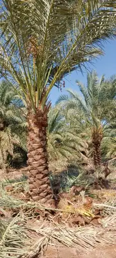 يوجد لدينا جميع انواع انخيل 7