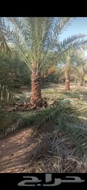 نخل مثمرة 6