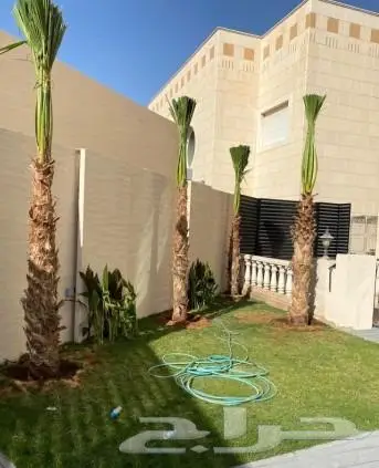 نخل واشنطني زينه ونخل عربي 11