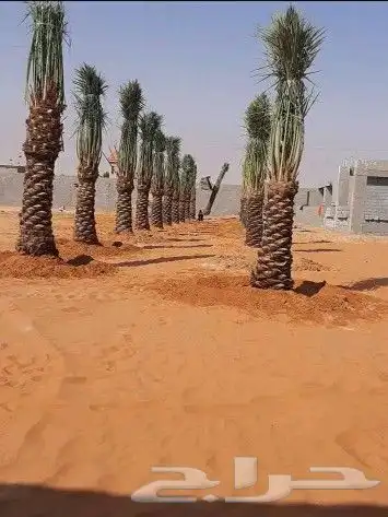 مقاول شبوك ونخيل 9
