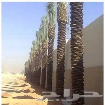 مقاول شبوك ونخيل 5