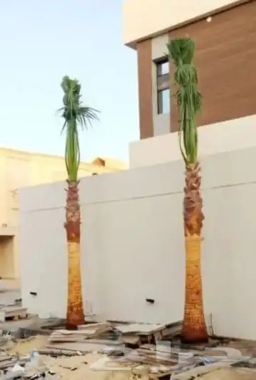 نخل واشنطني زينه للبيع 21