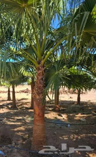 نخل واشنطني زينه توريد وزراعة 13