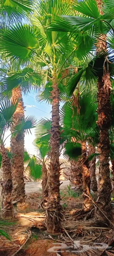 نخل واشنطني زينه للبيع 8