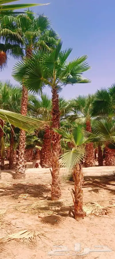 نخل واشنطني زينه للبيع 7
