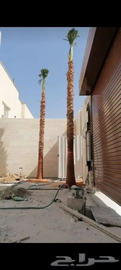 نخل واشنطني زينه للبيع 22