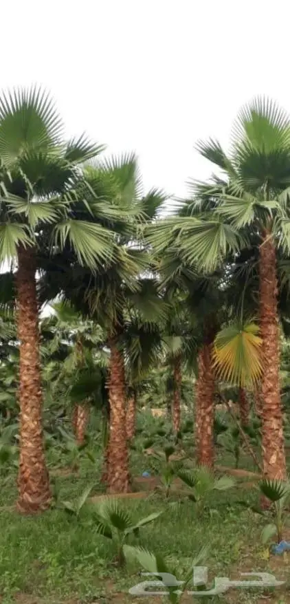 نخل واشنطني زينه توريد وزراعة 1