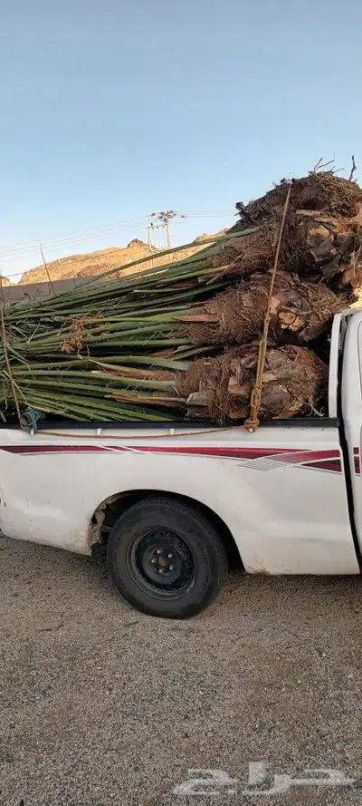 يوجد لدينا جميع انواع انخيل 2