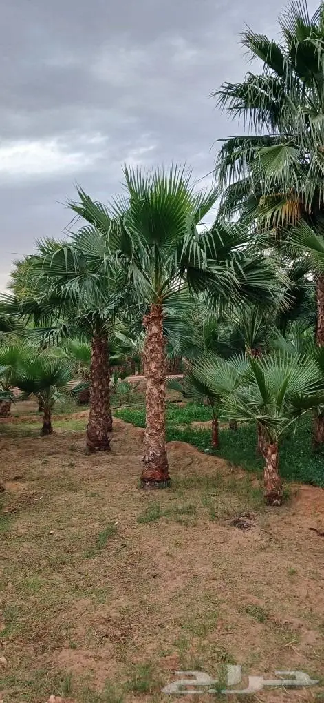 نخل واشنطني زينه ونخل عربي 15