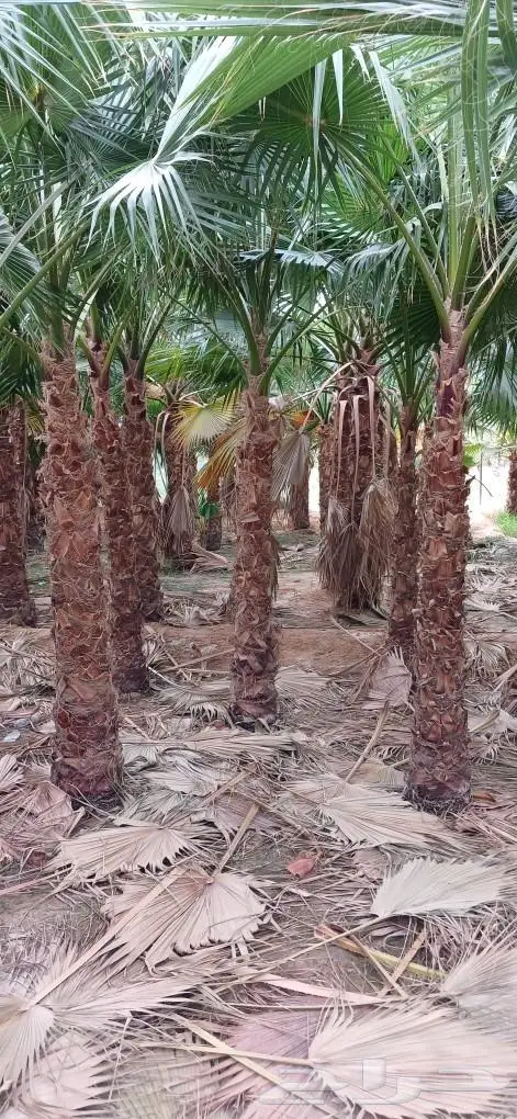 نخل واشنطني زينه ونخل عربي 16