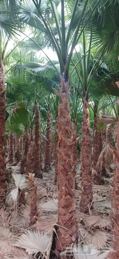 نخل واشنطني زينه ونخل عربي 17