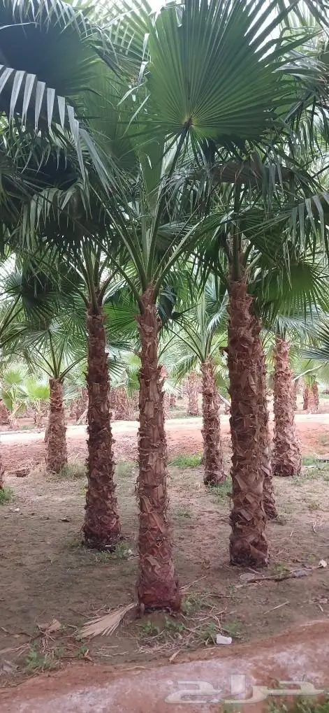 نخل واشنطني زينه ونخل عربي 18