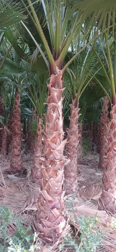 نخل واشنطني زينه ونخل عربي 20