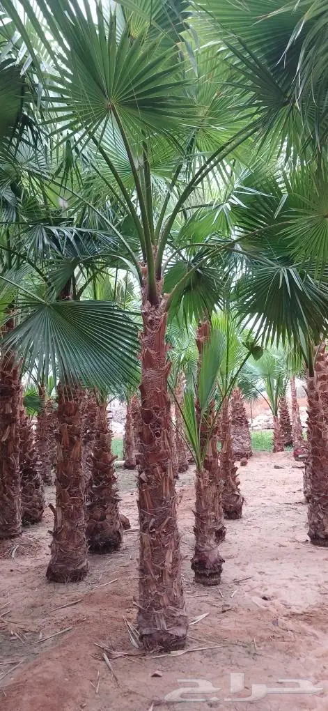 نخل واشنطني زينه ونخل عربي 19