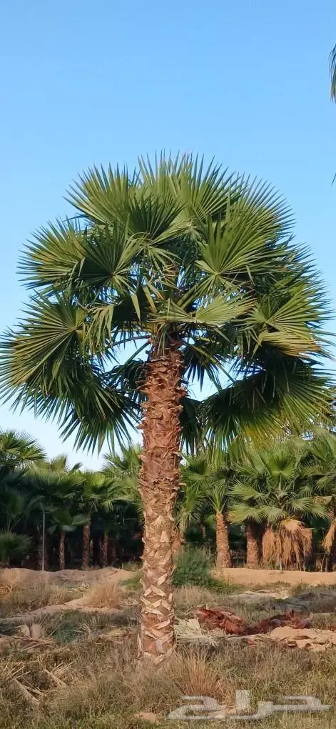 نخل واشنطني زينه ونخل عربي 21