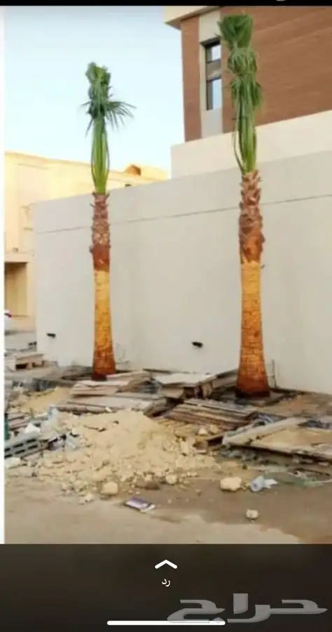 نخل واشنطني زينه للبيع 19